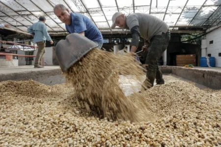 Workers turn over coffee beans to dry at the Venecia farm