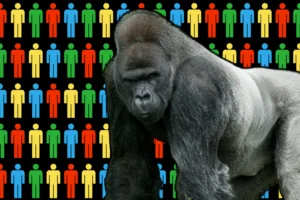 a primatologist settled the 100 men vs one gorilla debate