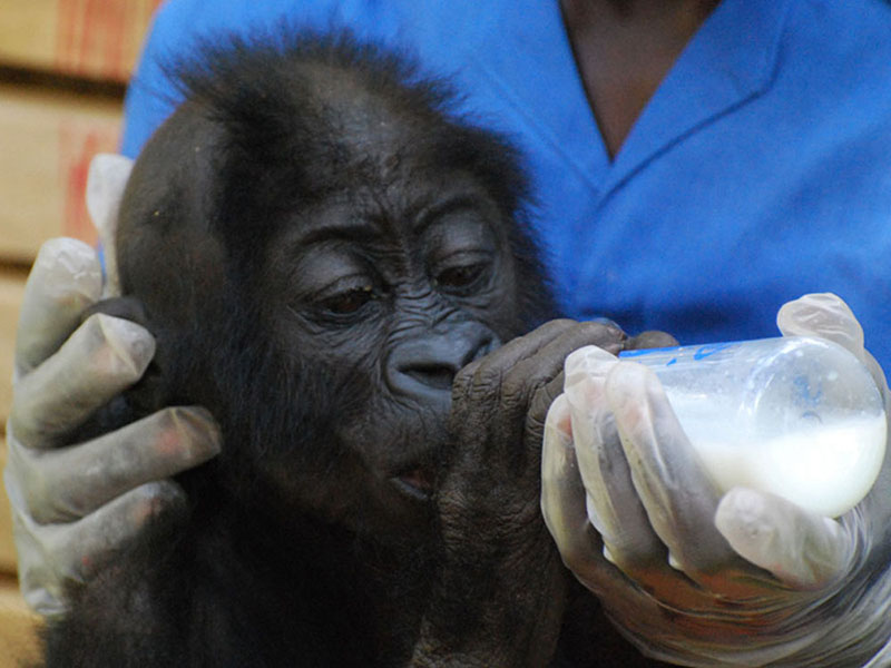 Gorillas in Uganda, Rwanda, and Congo: A Complete Guide to Africa’s Majestic Primates 4 Gorilla Rehabilitation