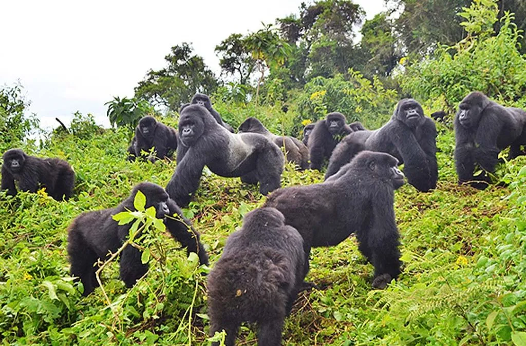 Gorillas in Uganda, Rwanda, and Congo: A Complete Guide to Africa’s Majestic Primates 3 Gorilla-Tours