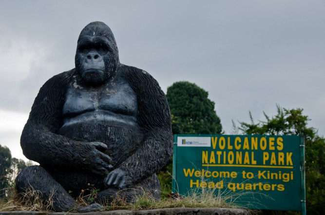 Gorillas in Uganda, Rwanda, and Congo: A Complete Guide to Africa’s Majestic Primates 6 Gorilla Trekking in Volcanoes