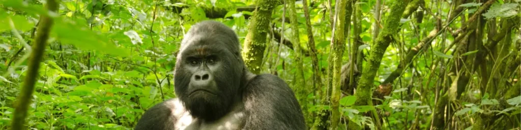 Gorillas in Uganda, Rwanda, and Congo: A Complete Guide to Africa’s Majestic Primates 1 Mountain Gorilla