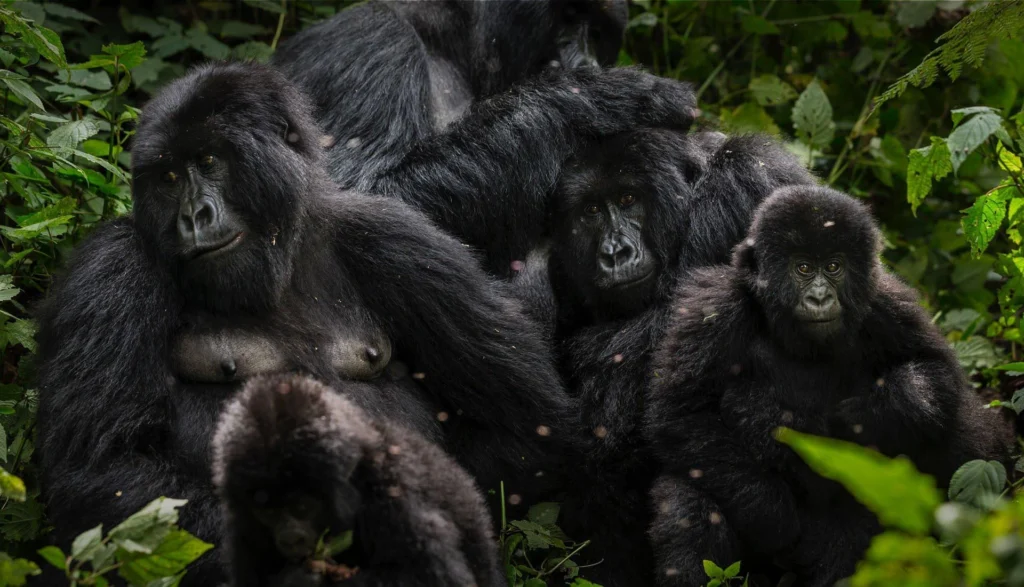 Gorillas in Uganda, Rwanda, and Congo: A Complete Guide to Africa’s Majestic Primates 7 MountainGorillas-SuperTroop-BrentStirton