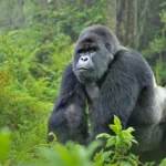 Mountain Gorilla Silverback
