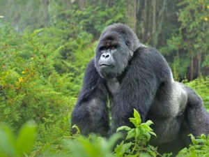 Mountain Gorilla Silverback