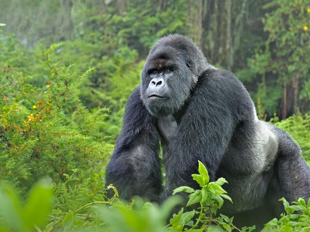 Gorillas in Uganda, Rwanda, and Congo: A Complete Guide to Africa’s Majestic Primates 2 Mountain Gorilla Silverback