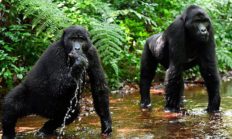 Gorillas in Uganda, Rwanda, and Congo: A Complete Guide to Africa’s Majestic Primates 5 bwindi-gorillas