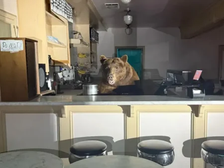 El Dorado County Sheriffs Office bear