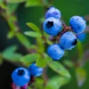 blueberries profile