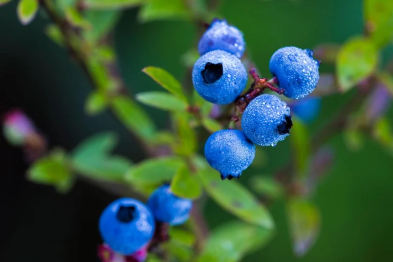 Blueberries blueberries profile