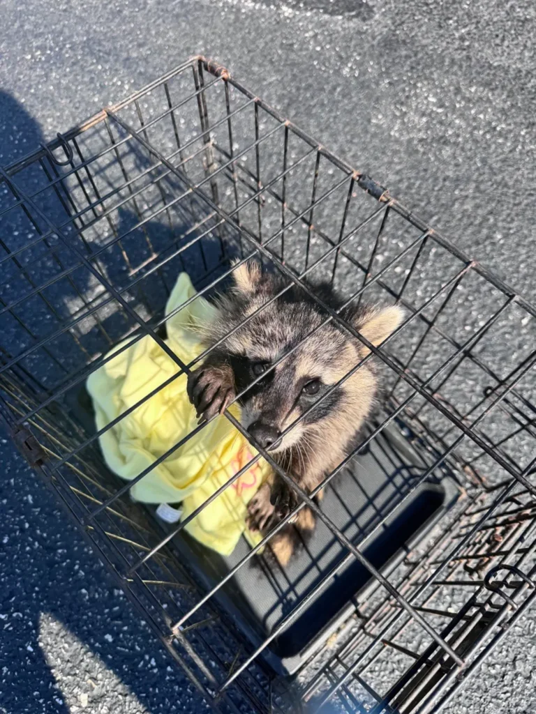 Kentucky Nurse Performs Heroic CPR on “Drunk” Baby Raccoon 3 Kentucky Nurse Performs Heroic CPR on Drunk Baby Raccoon