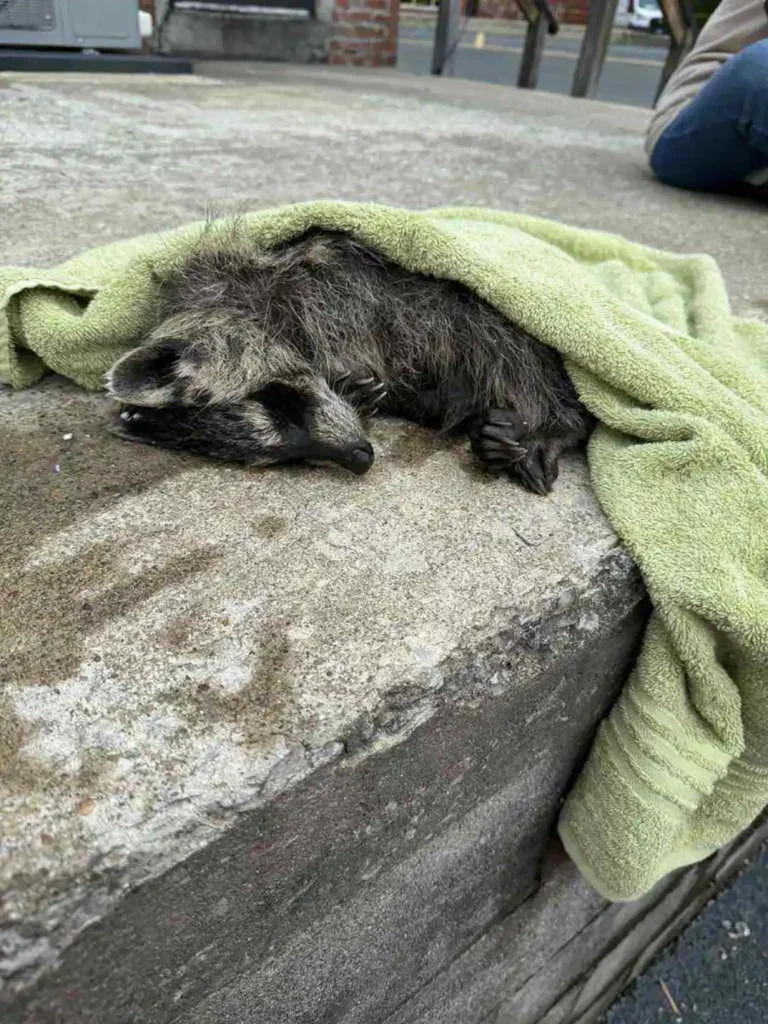 Kentucky Nurse Performs Heroic CPR on “Drunk” Baby Raccoon 2 Kentucky Nurse Performs Heroic CPR on Drunk Baby Raccoon