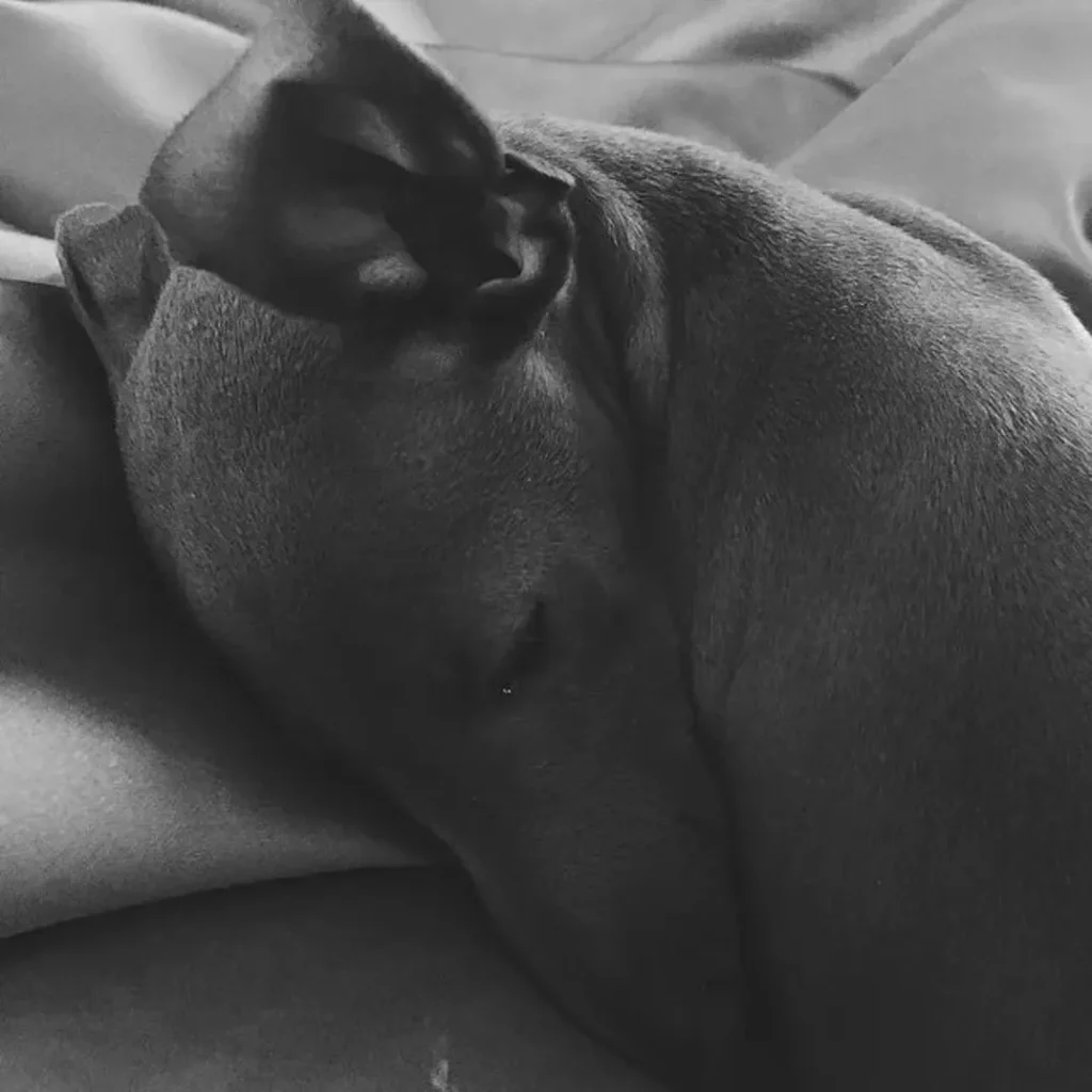 kylie jenners dog norman