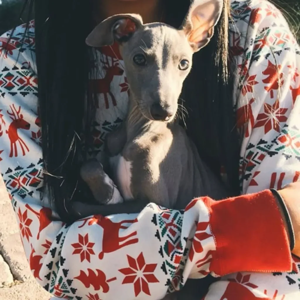 kylie jenners dog norman1