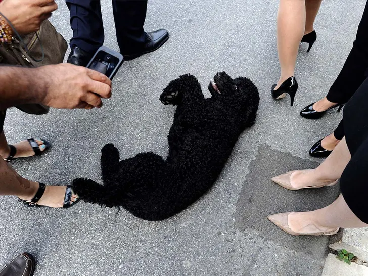 Sunny, Obama Family’s Beloved White House Dog, Dies at 14 7 Obama Family Mourns Death of Sunny