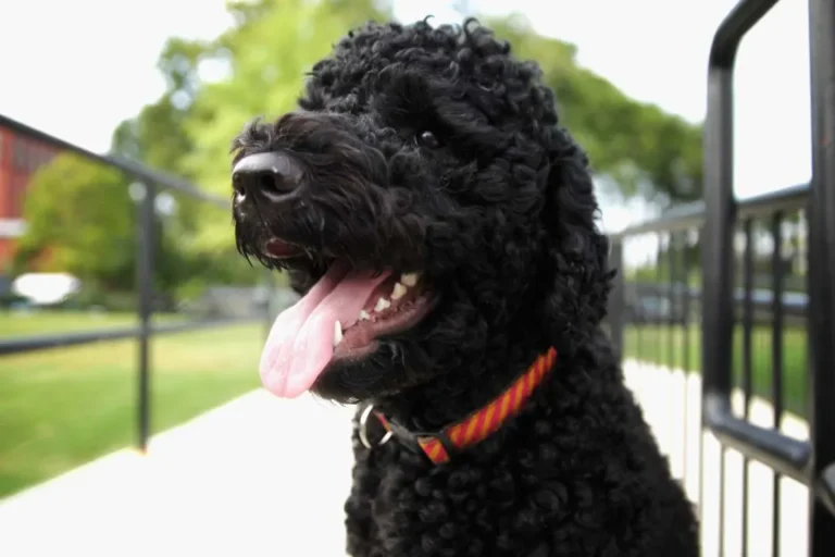 Sunny, Obama Family’s Beloved White House Dog, Dies at 14 Sunny