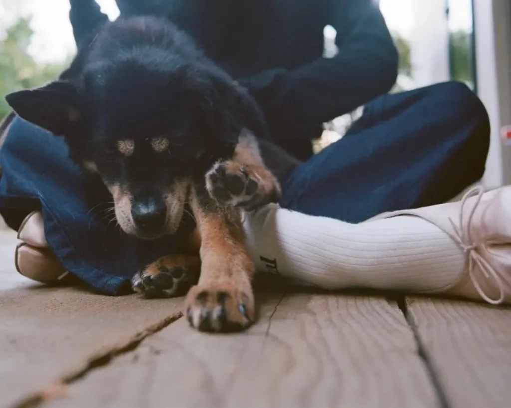 Ariana Grande Mourns Beloved Dog Coco After 17 Years Together 4 Ariana Grande s Dog Coco