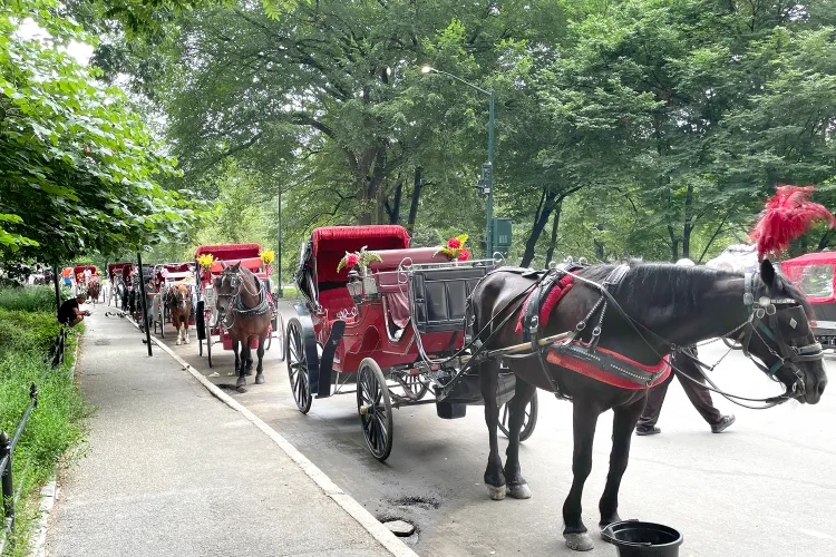 Carriage horses New York City